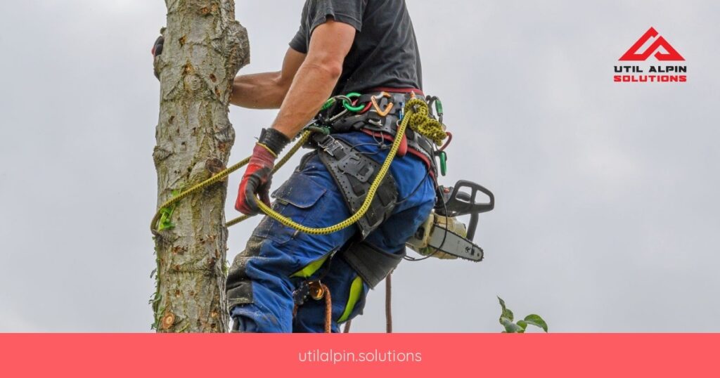 Toaletarea arborilor în Turda