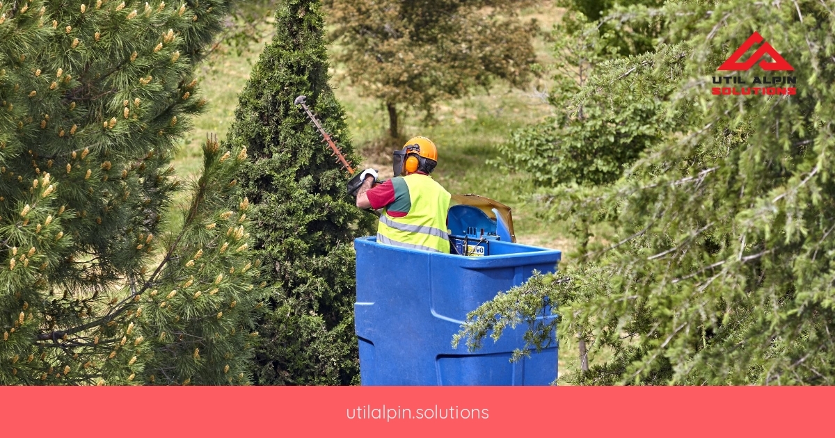 Toaletarea Arborilor din Bistrița